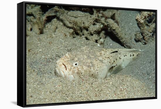 Marbled Stargazer (Uranoscopus Bicinctus), Komodo National Park, Indian Ocean.-Reinhard Dirscherl-Framed Stretched Canvas