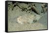 Marbled Stargazer (Uranoscopus Bicinctus), Komodo National Park, Indian Ocean.-Reinhard Dirscherl-Framed Stretched Canvas