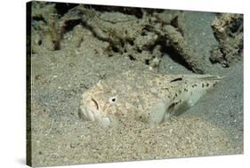 Marbled Stargazer (Uranoscopus Bicinctus), Komodo National Park, Indian Ocean.-Reinhard Dirscherl-Stretched Canvas