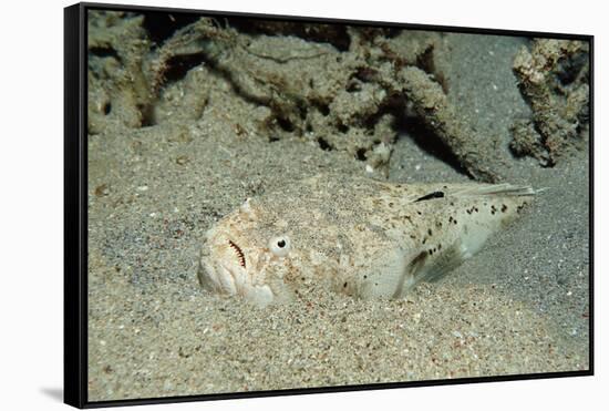 Marbled Stargazer (Uranoscopus Bicinctus), Komodo National Park, Indian Ocean.-Reinhard Dirscherl-Framed Stretched Canvas