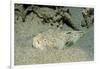 Marbled Stargazer (Uranoscopus Bicinctus), Komodo National Park, Indian Ocean.-Reinhard Dirscherl-Framed Photographic Print