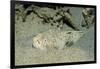 Marbled Stargazer (Uranoscopus Bicinctus), Komodo National Park, Indian Ocean.-Reinhard Dirscherl-Framed Photographic Print