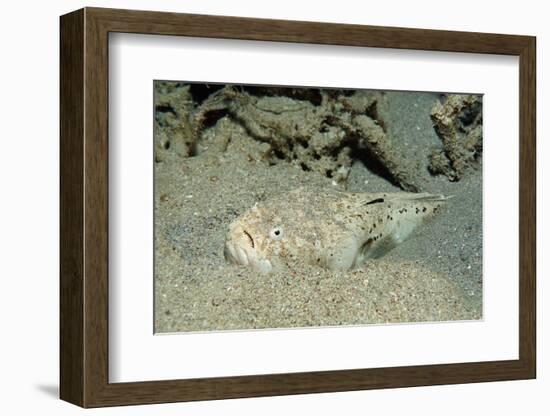 Marbled Stargazer (Uranoscopus Bicinctus), Komodo National Park, Indian Ocean.-Reinhard Dirscherl-Framed Photographic Print