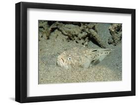 Marbled Stargazer (Uranoscopus Bicinctus), Komodo National Park, Indian Ocean.-Reinhard Dirscherl-Framed Photographic Print