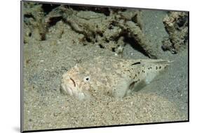 Marbled Stargazer (Uranoscopus Bicinctus), Komodo National Park, Indian Ocean.-Reinhard Dirscherl-Mounted Photographic Print