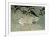 Marbled Stargazer (Uranoscopus Bicinctus), Komodo National Park, Indian Ocean.-Reinhard Dirscherl-Framed Photographic Print