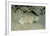 Marbled Stargazer (Uranoscopus Bicinctus), Komodo National Park, Indian Ocean.-Reinhard Dirscherl-Framed Photographic Print