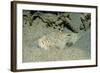 Marbled Stargazer (Uranoscopus Bicinctus), Komodo National Park, Indian Ocean.-Reinhard Dirscherl-Framed Photographic Print