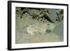 Marbled Stargazer (Uranoscopus Bicinctus), Komodo National Park, Indian Ocean.-Reinhard Dirscherl-Framed Photographic Print