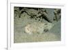 Marbled Stargazer (Uranoscopus Bicinctus), Komodo National Park, Indian Ocean.-Reinhard Dirscherl-Framed Photographic Print