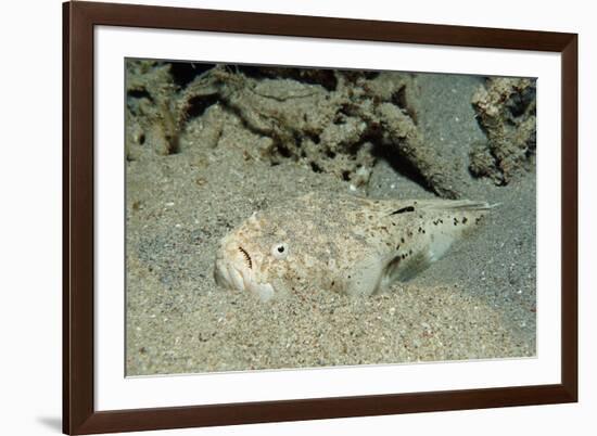 Marbled Stargazer (Uranoscopus Bicinctus), Komodo National Park, Indian Ocean.-Reinhard Dirscherl-Framed Photographic Print