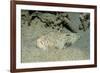 Marbled Stargazer (Uranoscopus Bicinctus), Komodo National Park, Indian Ocean.-Reinhard Dirscherl-Framed Photographic Print