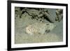 Marbled Stargazer (Uranoscopus Bicinctus), Komodo National Park, Indian Ocean.-Reinhard Dirscherl-Framed Photographic Print