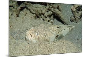 Marbled Stargazer (Uranoscopus Bicinctus), Komodo National Park, Indian Ocean.-Reinhard Dirscherl-Mounted Photographic Print