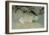 Marbled Stargazer (Uranoscopus Bicinctus), Komodo National Park, Indian Ocean.-Reinhard Dirscherl-Framed Photographic Print