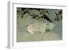 Marbled Stargazer (Uranoscopus Bicinctus), Komodo National Park, Indian Ocean.-Reinhard Dirscherl-Framed Photographic Print