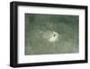 Marbled Stargazer (Uranoscopus Bicinctus), Komodo National Park, Indian Ocean.-Reinhard Dirscherl-Framed Photographic Print