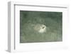 Marbled Stargazer (Uranoscopus Bicinctus), Komodo National Park, Indian Ocean.-Reinhard Dirscherl-Framed Photographic Print