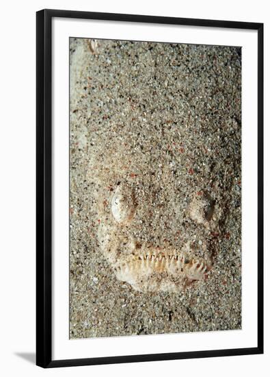 Marbled Stargazer (Uranoscopus Bicinctus), Komodo National Park, Indian Ocean.-Reinhard Dirscherl-Framed Photographic Print