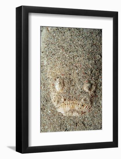 Marbled Stargazer (Uranoscopus Bicinctus), Komodo National Park, Indian Ocean.-Reinhard Dirscherl-Framed Photographic Print