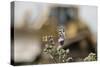 Marbled White Butterflies (Melanargia Galathea) Resting on Thistle-Terry Whittaker-Stretched Canvas