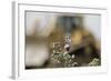 Marbled White Butterflies (Melanargia Galathea) Resting on Thistle-Terry Whittaker-Framed Photographic Print