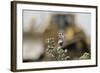 Marbled White Butterflies (Melanargia Galathea) Resting on Thistle-Terry Whittaker-Framed Photographic Print