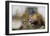 Marbled White Butterflies (Melanargia Galathea) Resting on Thistle-Terry Whittaker-Framed Photographic Print