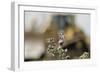 Marbled White Butterflies (Melanargia Galathea) Resting on Thistle-Terry Whittaker-Framed Photographic Print