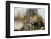 Marbled White Butterflies (Melanargia Galathea) Resting on Thistle-Terry Whittaker-Framed Photographic Print