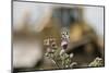 Marbled White Butterflies (Melanargia Galathea) Resting on Thistle-Terry Whittaker-Mounted Photographic Print