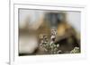 Marbled White Butterflies (Melanargia Galathea) Resting on Thistle-Terry Whittaker-Framed Photographic Print