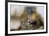 Marbled White Butterflies (Melanargia Galathea) Resting on Thistle-Terry Whittaker-Framed Photographic Print