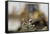 Marbled White Butterflies (Melanargia Galathea) Resting on Thistle-Terry Whittaker-Framed Stretched Canvas