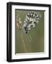 Marbled White Butterfly Covered in Dew at Dawn, Hertfordshire, England, UK-Andy Sands-Framed Photographic Print