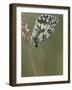 Marbled White Butterfly Covered in Dew at Dawn, Hertfordshire, England, UK-Andy Sands-Framed Photographic Print