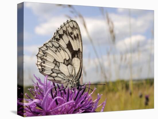 Marbled White Butterfly (Melanargia Galathea)/Greater Knapweed Flower (Centaurea Scabiosa), England-Nick Upton-Stretched Canvas