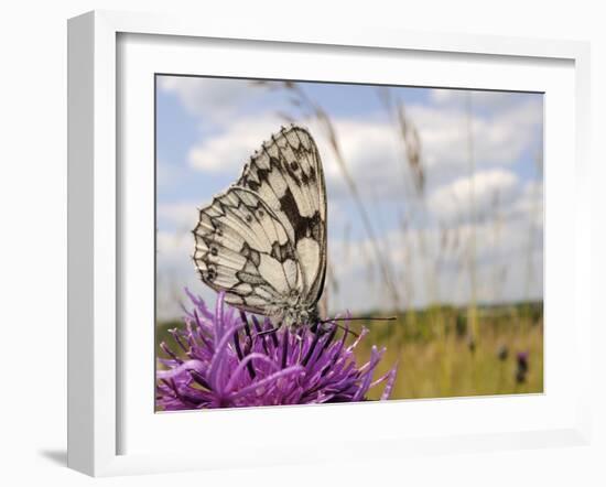 Marbled White Butterfly (Melanargia Galathea)/Greater Knapweed Flower (Centaurea Scabiosa), England-Nick Upton-Framed Photographic Print