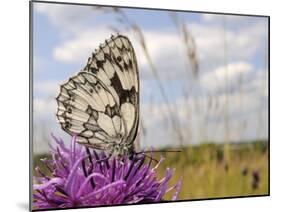 Marbled White Butterfly (Melanargia Galathea)/Greater Knapweed Flower (Centaurea Scabiosa), England-Nick Upton-Mounted Photographic Print