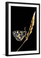 Marbled White Butterfly (Melanargia Galathea) Resting on Grass Stem, Devon, UK-Ross Hoddinott-Framed Premium Photographic Print