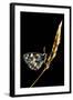 Marbled White Butterfly (Melanargia Galathea) Resting on Grass Stem, Devon, UK-Ross Hoddinott-Framed Premium Photographic Print