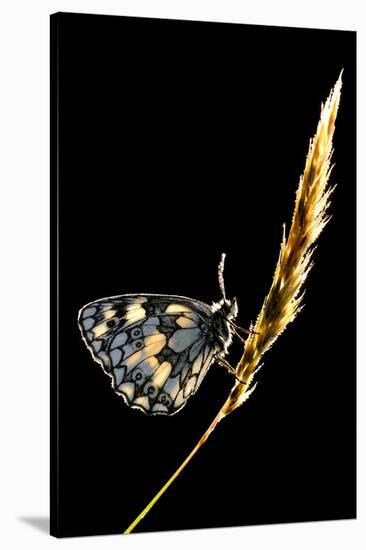 Marbled White Butterfly (Melanargia Galathea) Resting on Grass Stem, Devon, UK-Ross Hoddinott-Stretched Canvas