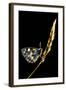 Marbled White Butterfly (Melanargia Galathea) Resting on Grass Stem, Devon, UK-Ross Hoddinott-Framed Photographic Print