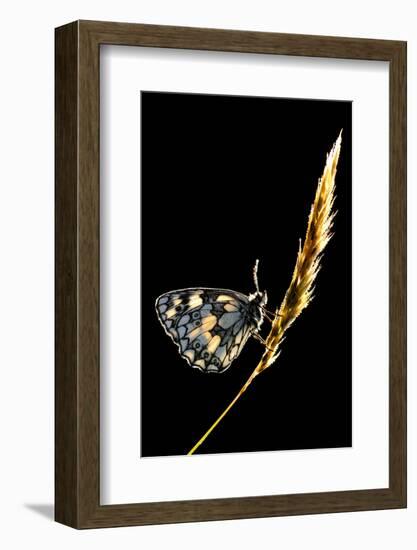 Marbled White Butterfly (Melanargia Galathea) Resting on Grass Stem, Devon, UK-Ross Hoddinott-Framed Photographic Print