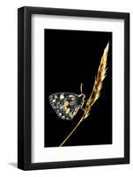 Marbled White Butterfly (Melanargia Galathea) Resting on Grass Stem, Devon, UK-Ross Hoddinott-Framed Photographic Print