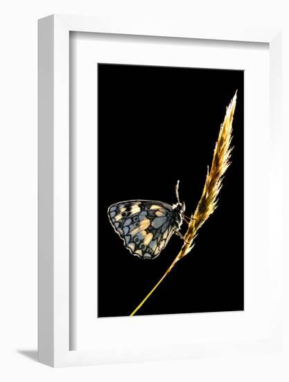 Marbled White Butterfly (Melanargia Galathea) Resting on Grass Stem, Devon, UK-Ross Hoddinott-Framed Photographic Print