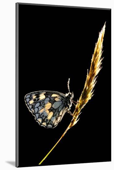 Marbled White Butterfly (Melanargia Galathea) Resting on Grass Stem, Devon, UK-Ross Hoddinott-Mounted Photographic Print