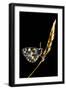 Marbled White Butterfly (Melanargia Galathea) Resting on Grass Stem, Devon, UK-Ross Hoddinott-Framed Photographic Print