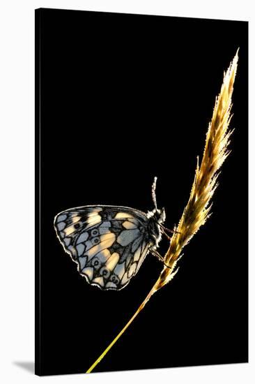 Marbled White Butterfly (Melanargia Galathea) Resting on Grass Stem, Devon, UK-Ross Hoddinott-Stretched Canvas