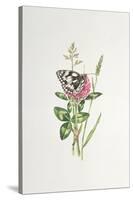 Marbled White Butterfly on Clover-Elizabeth Rice-Stretched Canvas